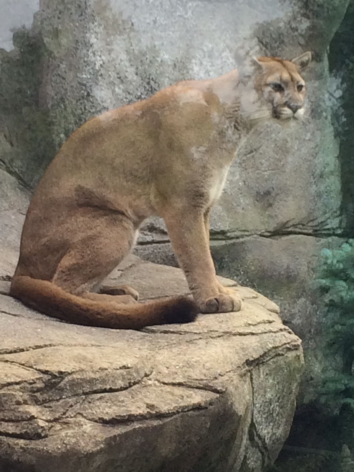 Washington Park Zoo